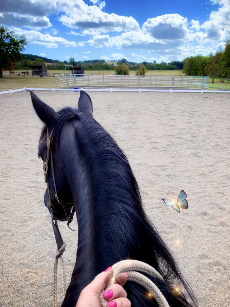 Zorro at the Northwood Farms Campus